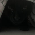 Dark creature Dark creature